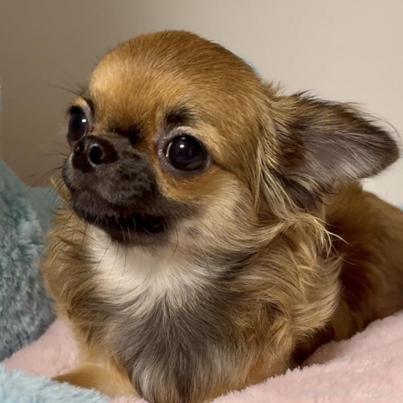 販売中の東京都のチワワ(ロングコート)-414179の4枚目