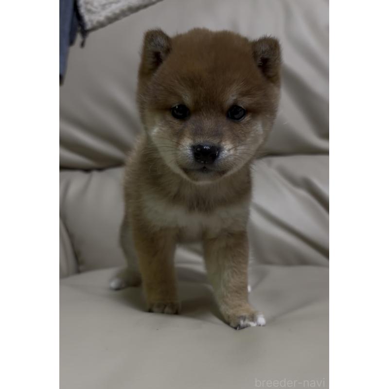 成約済の愛知県の豆柴-441845の10枚目