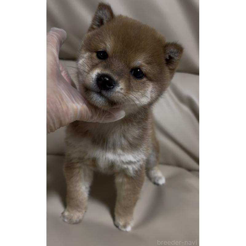 成約済の愛知県の豆柴-441845の9枚目