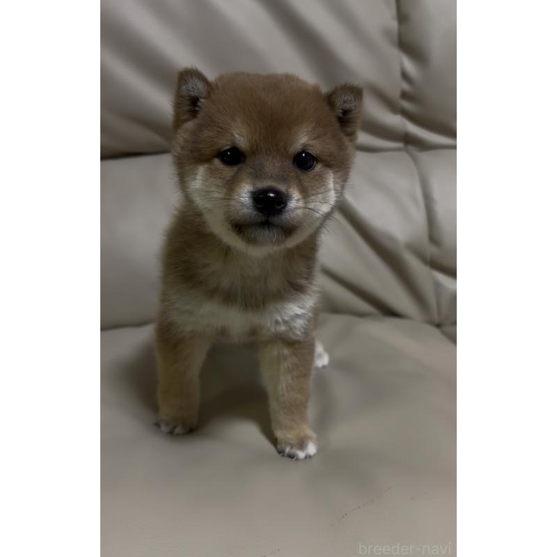 成約済の愛知県の豆柴-441845の8枚目