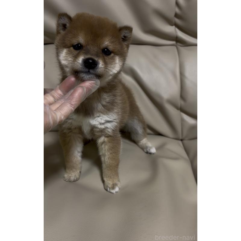 成約済の愛知県の豆柴-441845の7枚目