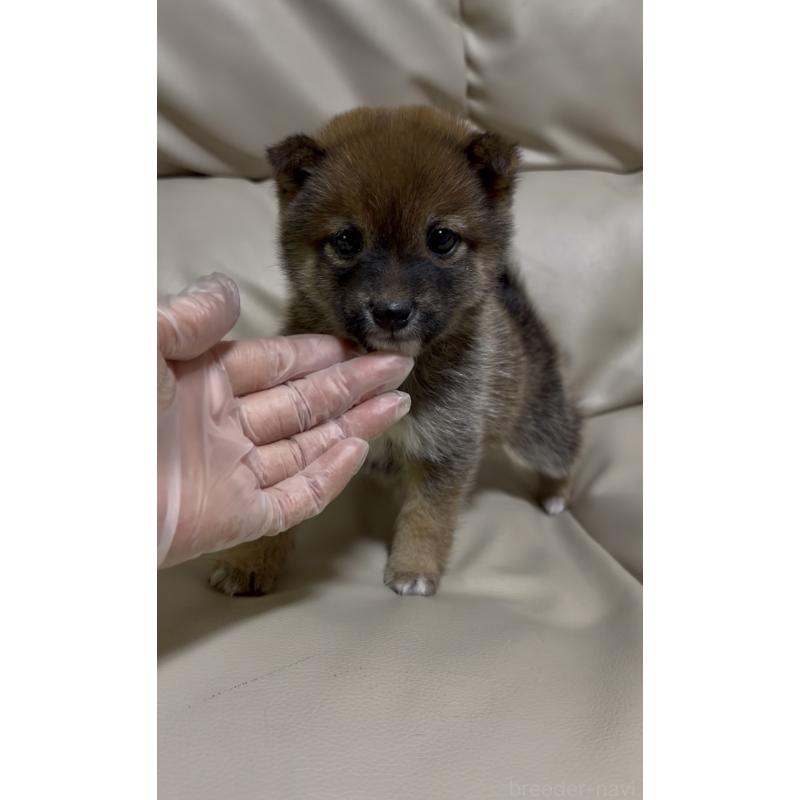 成約済の愛知県の豆柴-441847の5枚目
