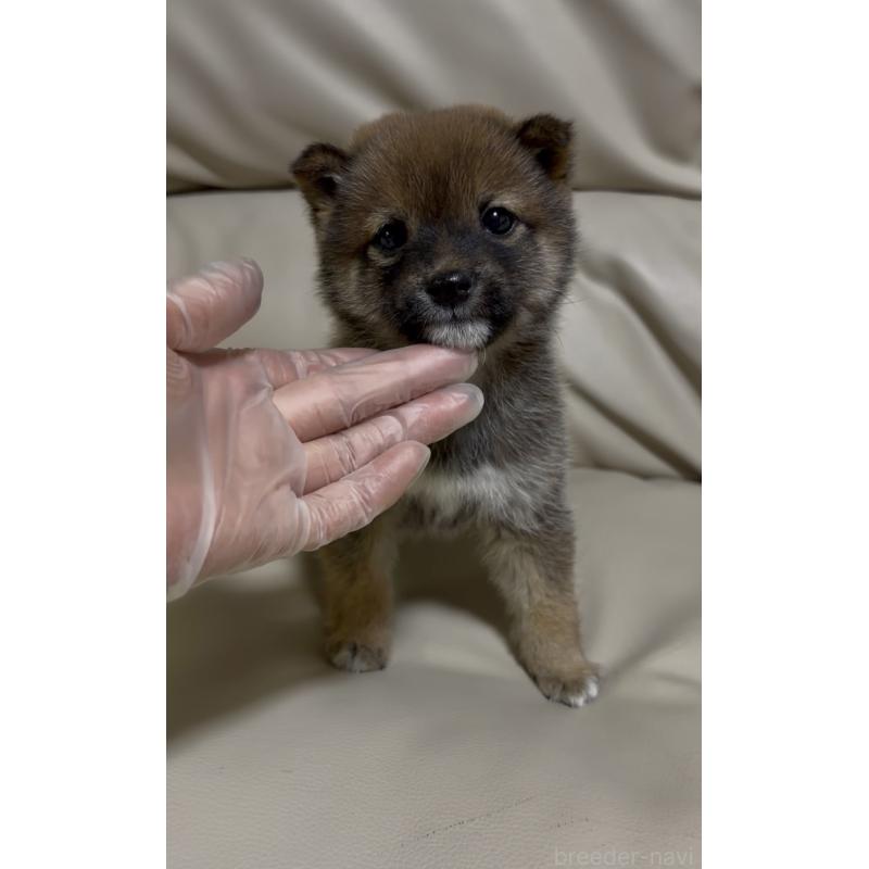 成約済の愛知県の豆柴-441847の4枚目