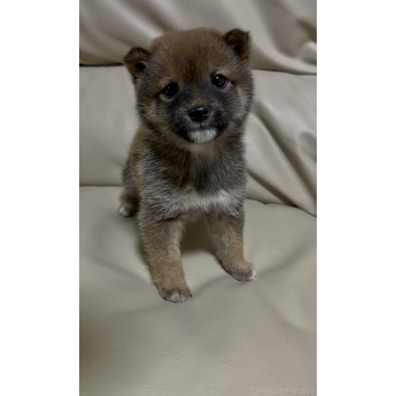 成約済の愛知県の豆柴-441847の2枚目