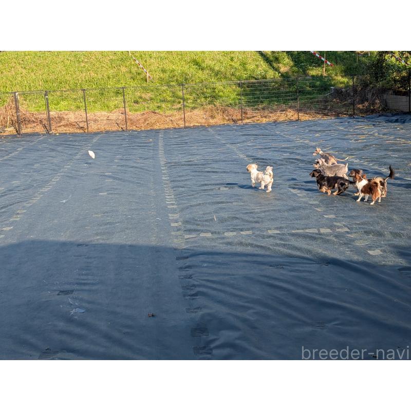 犬舎紹介の宮崎県の犬舎紹介-4974の4枚目