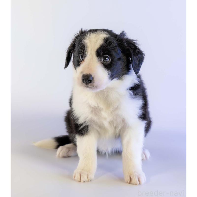 成約済の鹿児島県のボーダーコリー-441355の10枚目