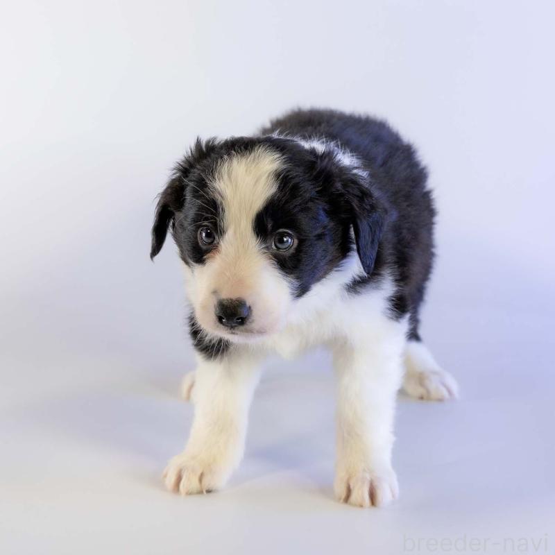 成約済の鹿児島県のボーダーコリー-441355の9枚目