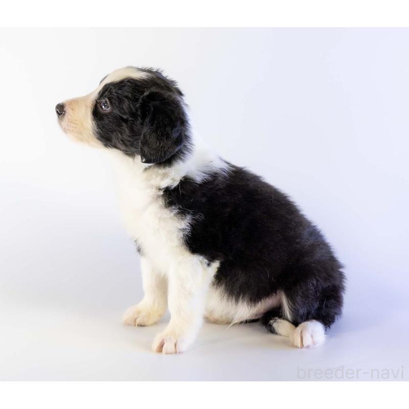 成約済の鹿児島県のボーダーコリー-441355の8枚目