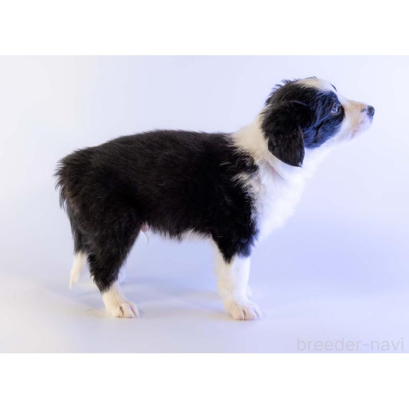 成約済の鹿児島県のボーダーコリー-441355の7枚目