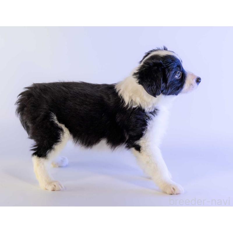 成約済の鹿児島県のボーダーコリー-441361の9枚目