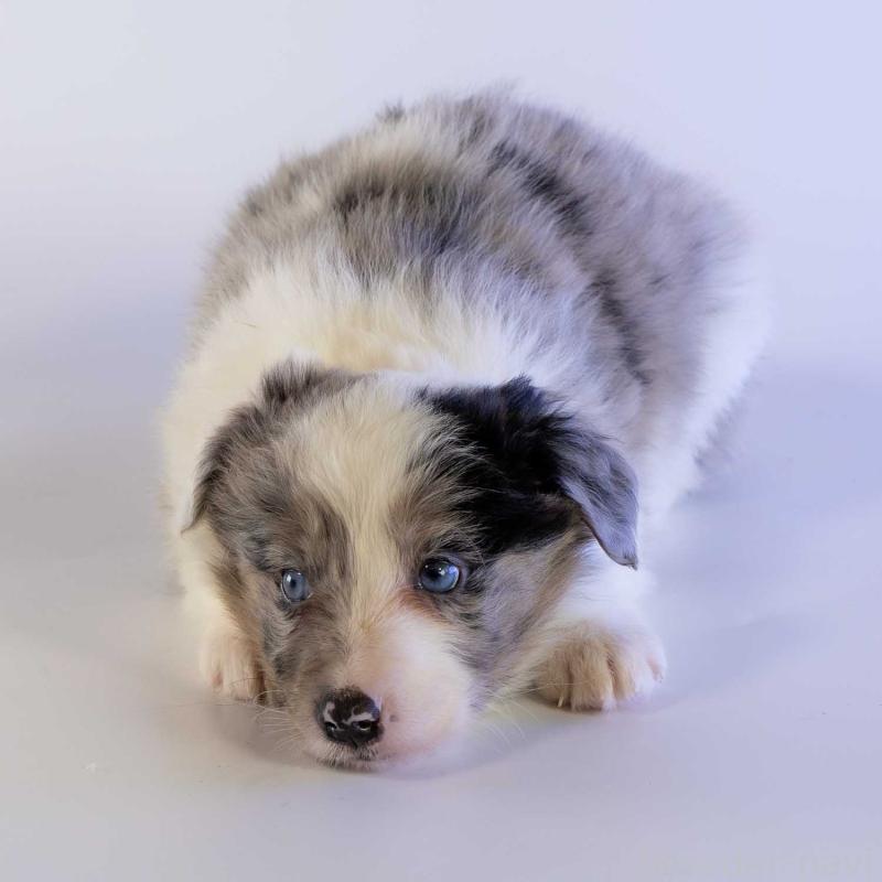 成約済の鹿児島県のボーダーコリー-441359の6枚目