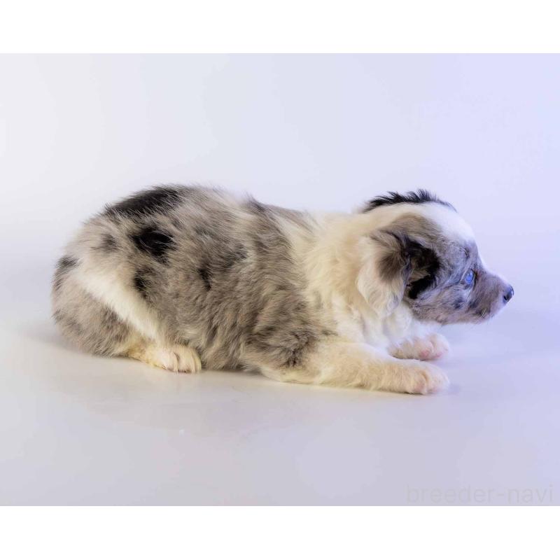 成約済の鹿児島県のボーダーコリー-441359の2枚目