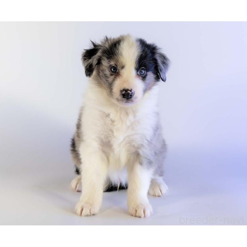 成約済の鹿児島県のボーダーコリー-441356の13枚目