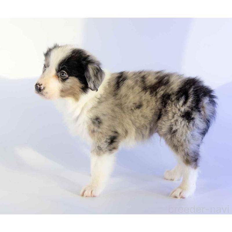 成約済の鹿児島県のボーダーコリー-441356の11枚目