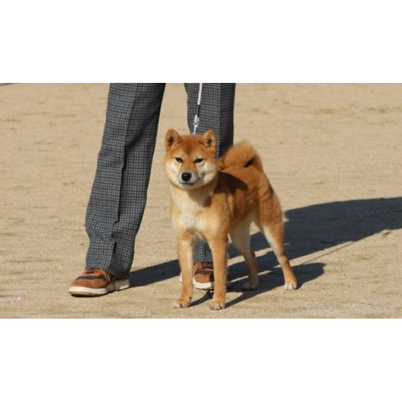 大貫晟ブリーダーの詳細の1枚目