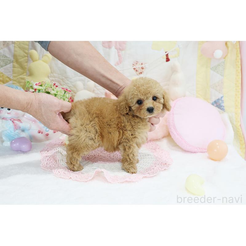 成約済の京都府のタイニープードル-442887の14枚目