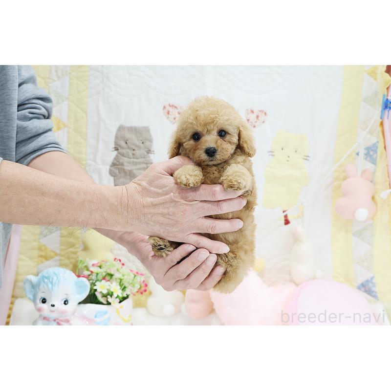 成約済の京都府のタイニープードル-442887の13枚目