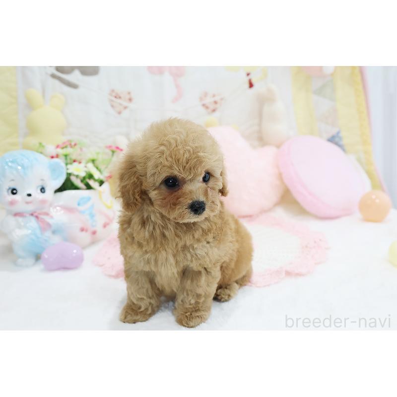 成約済の京都府のタイニープードル-442887の11枚目