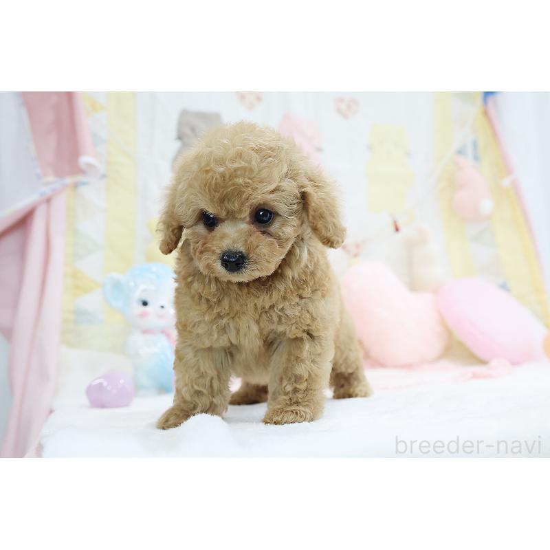 成約済の京都府のタイニープードル-442887の10枚目