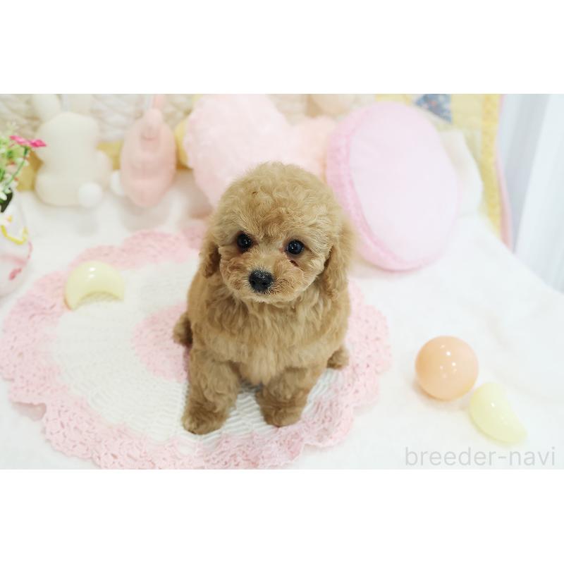 成約済の京都府のタイニープードル-442887の9枚目