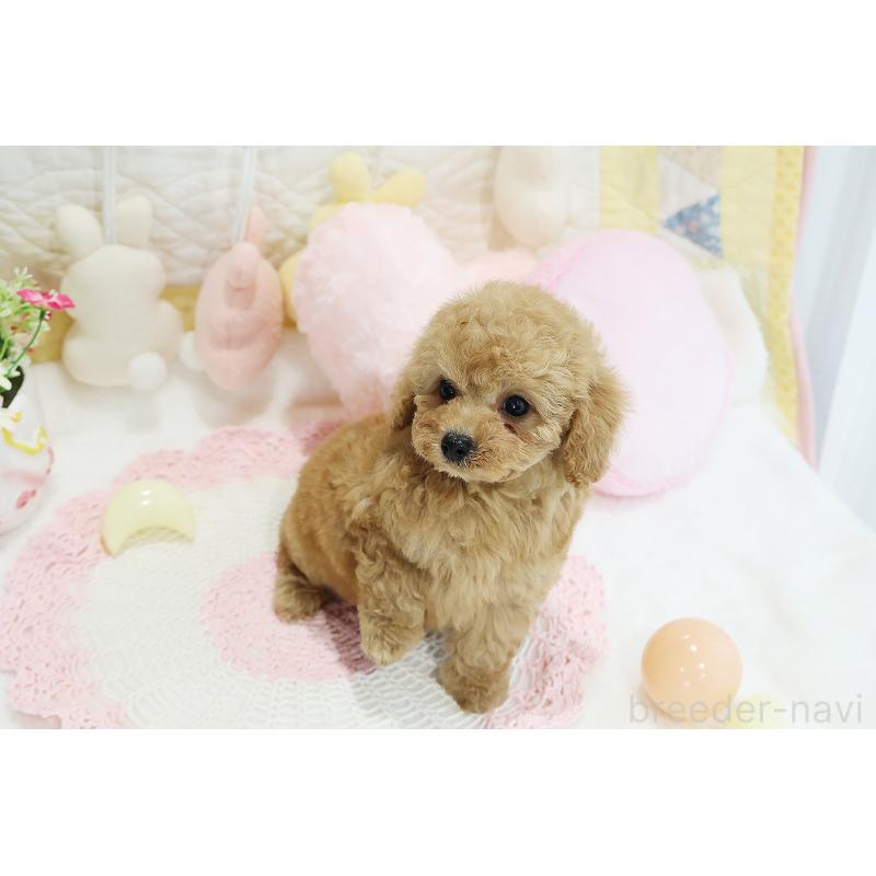 成約済の京都府のタイニープードル-442887の8枚目