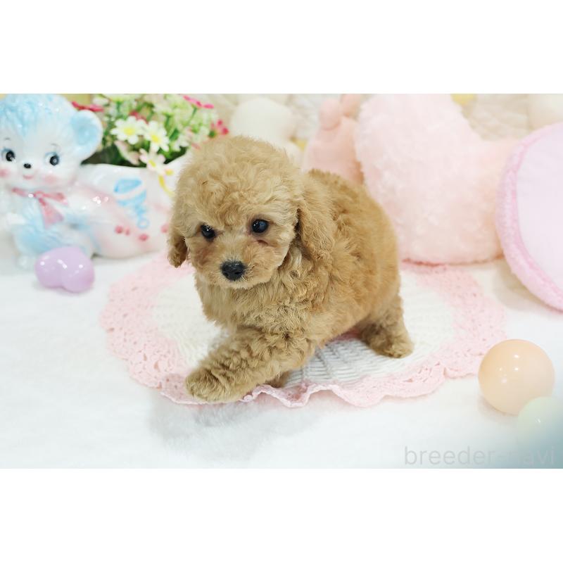 成約済の京都府のタイニープードル-442887の7枚目