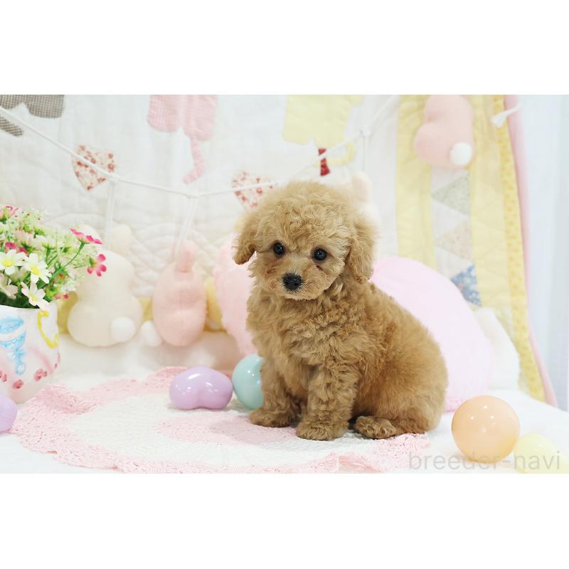 成約済の京都府のタイニープードル-442887の6枚目