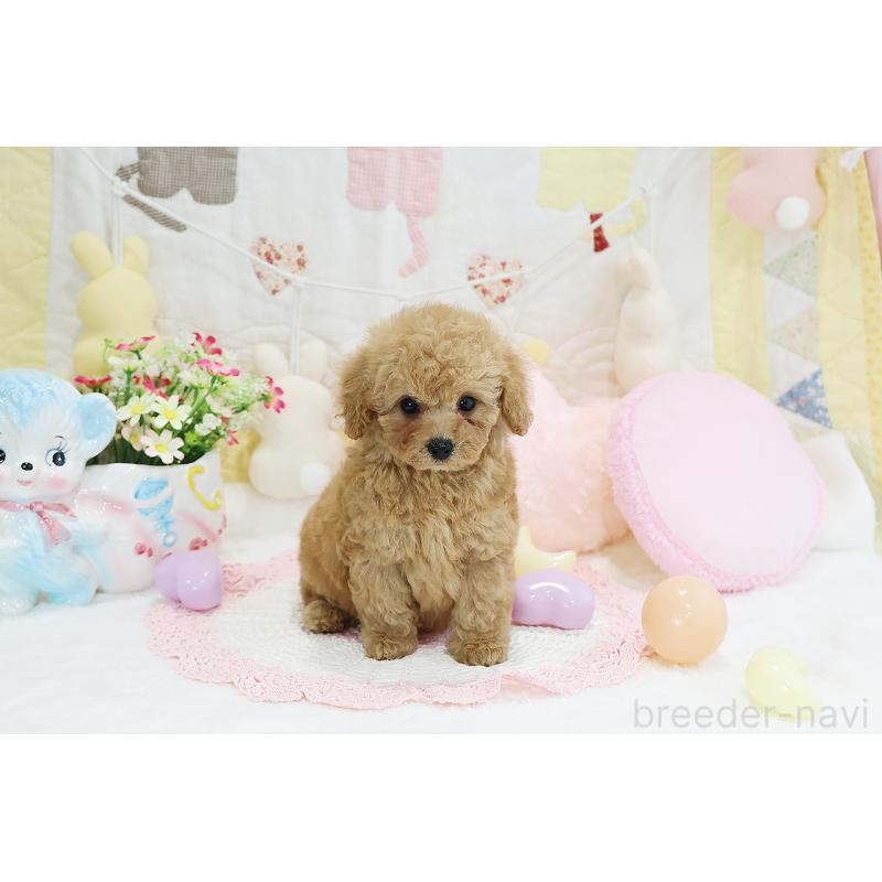 成約済の京都府のタイニープードル-442887の5枚目