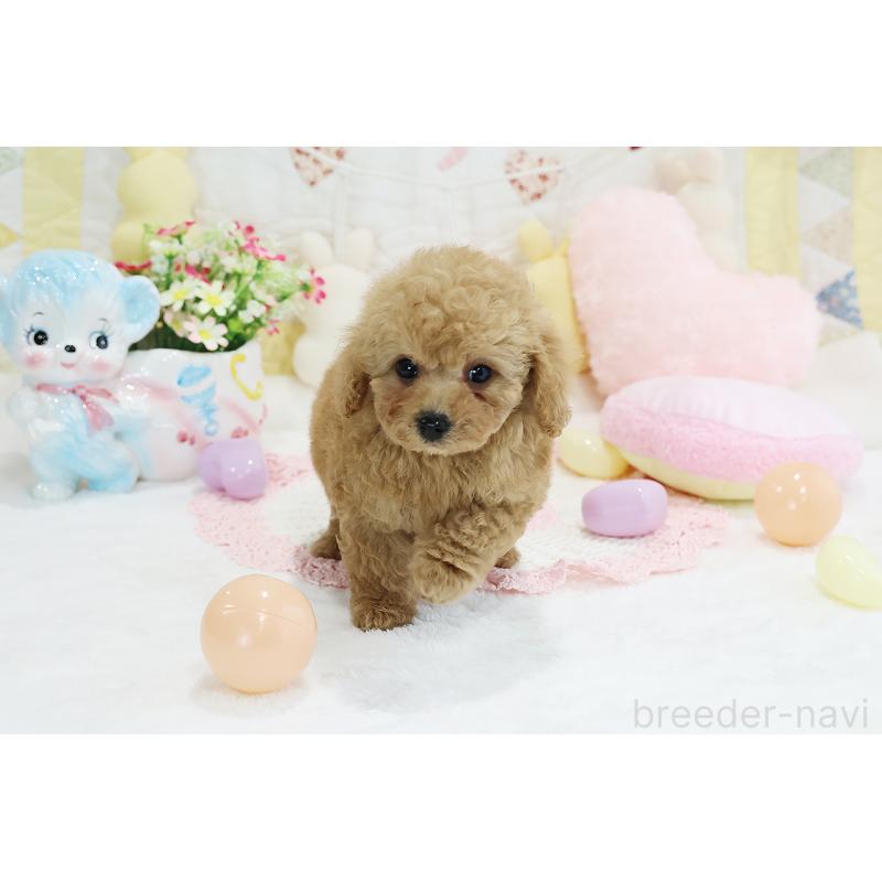 成約済の京都府のタイニープードル-442887の3枚目