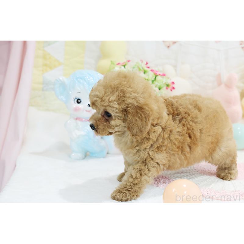 成約済の京都府のタイニープードル-442887の2枚目