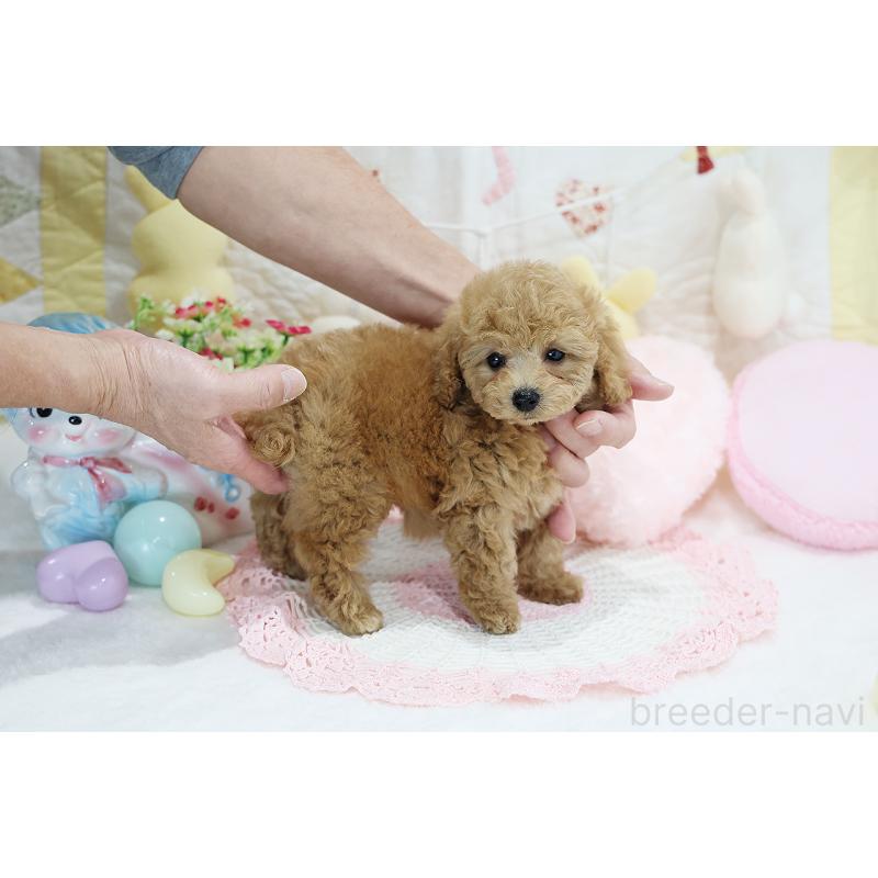 成約済の京都府のタイニープードル-442890の26枚目