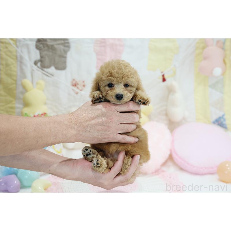 成約済の京都府のタイニープードル-442890の25枚目