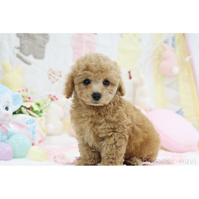 成約済の京都府のタイニープードル-442890の24枚目