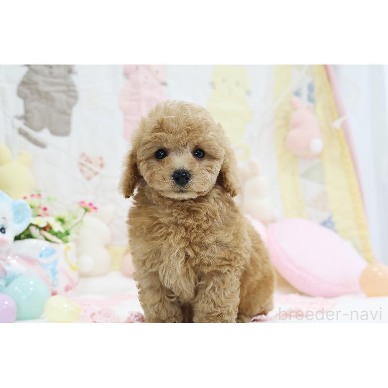 成約済の京都府のタイニープードル-442890の23枚目