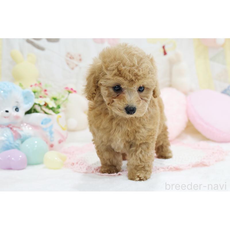 成約済の京都府のタイニープードル-442890の22枚目