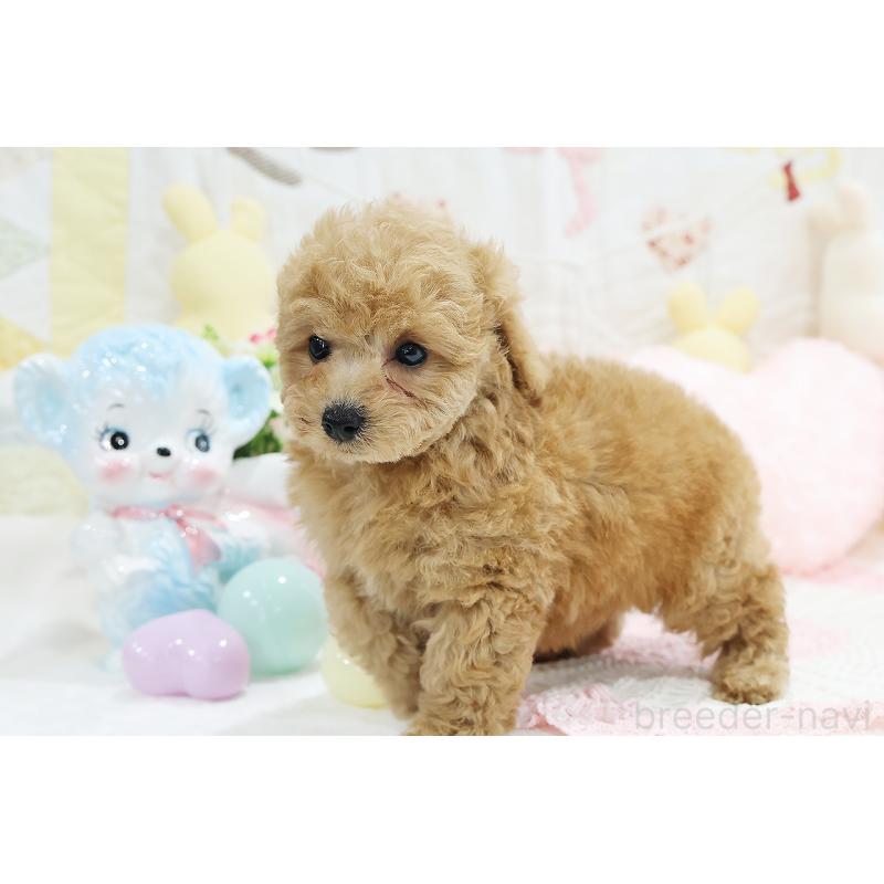 成約済の京都府のタイニープードル-442890の21枚目