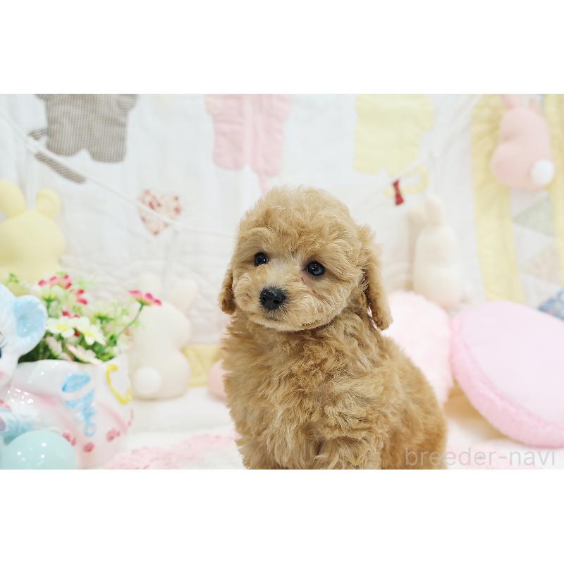 成約済の京都府のタイニープードル-442890の20枚目