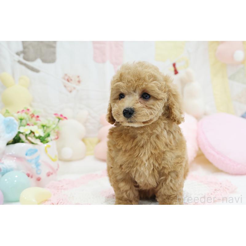 成約済の京都府のタイニープードル-442890の19枚目