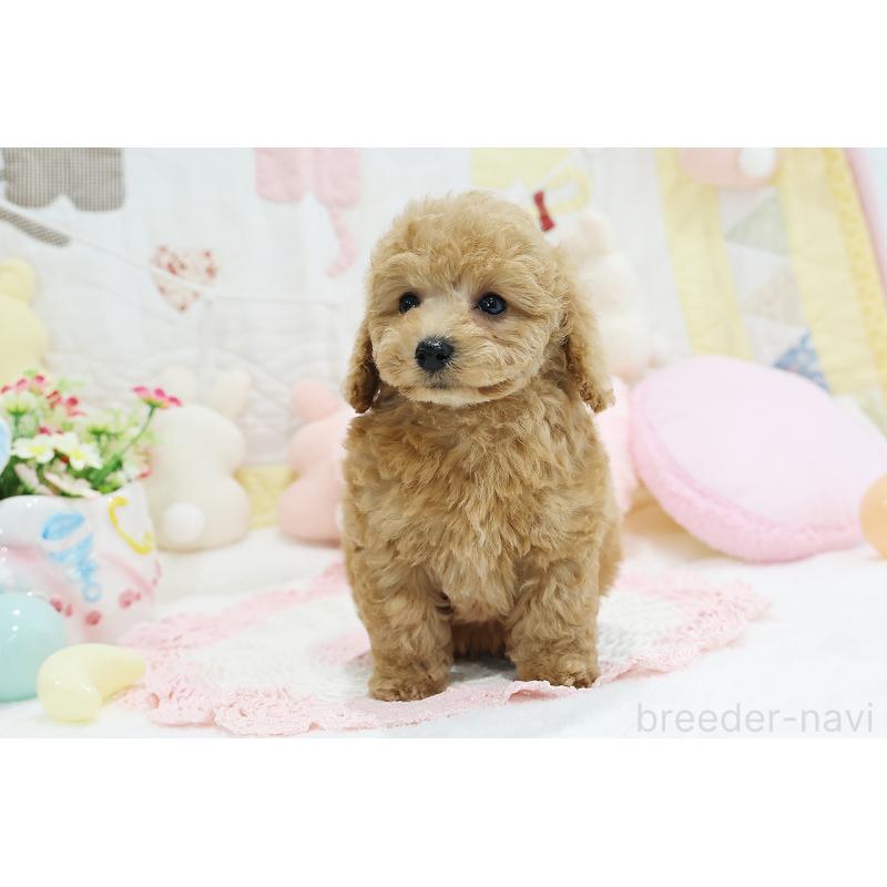 成約済の京都府のタイニープードル-442890の18枚目