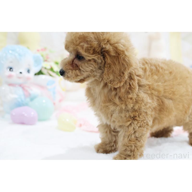 成約済の京都府のタイニープードル-442890の17枚目