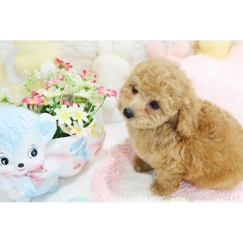 成約済の京都府のタイニープードル-442890の16枚目