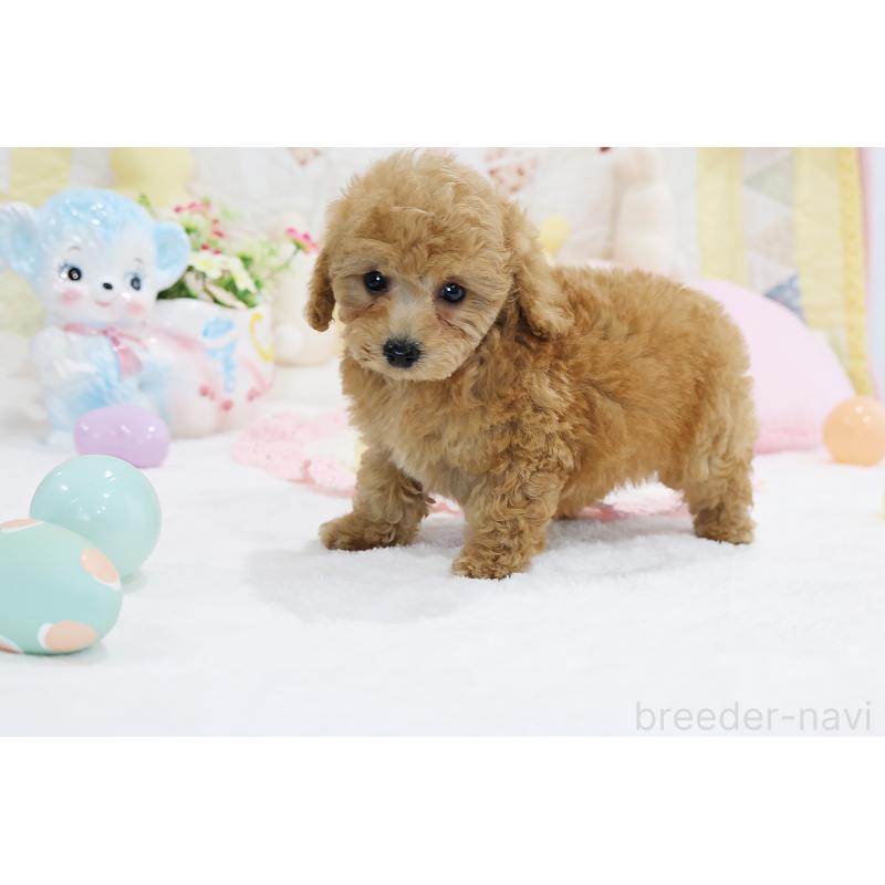 成約済の京都府のタイニープードル-442890の15枚目