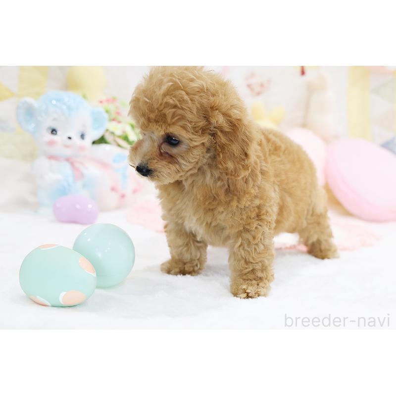 成約済の京都府のタイニープードル-442890の13枚目