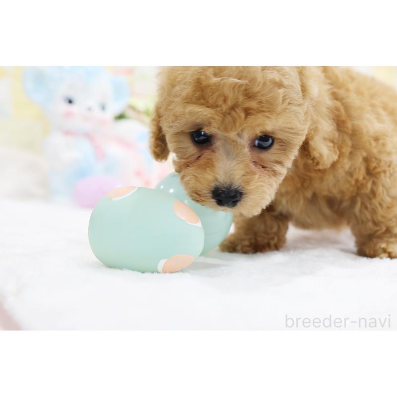 成約済の京都府のタイニープードル-442890の14枚目