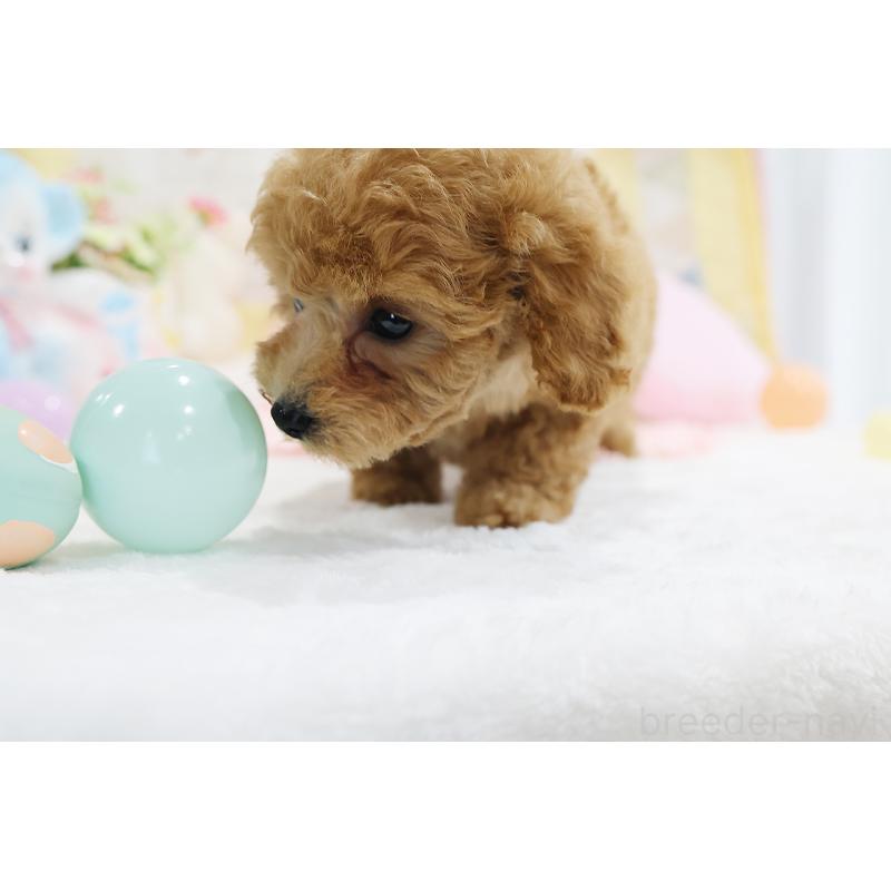 成約済の京都府のタイニープードル-442890の12枚目