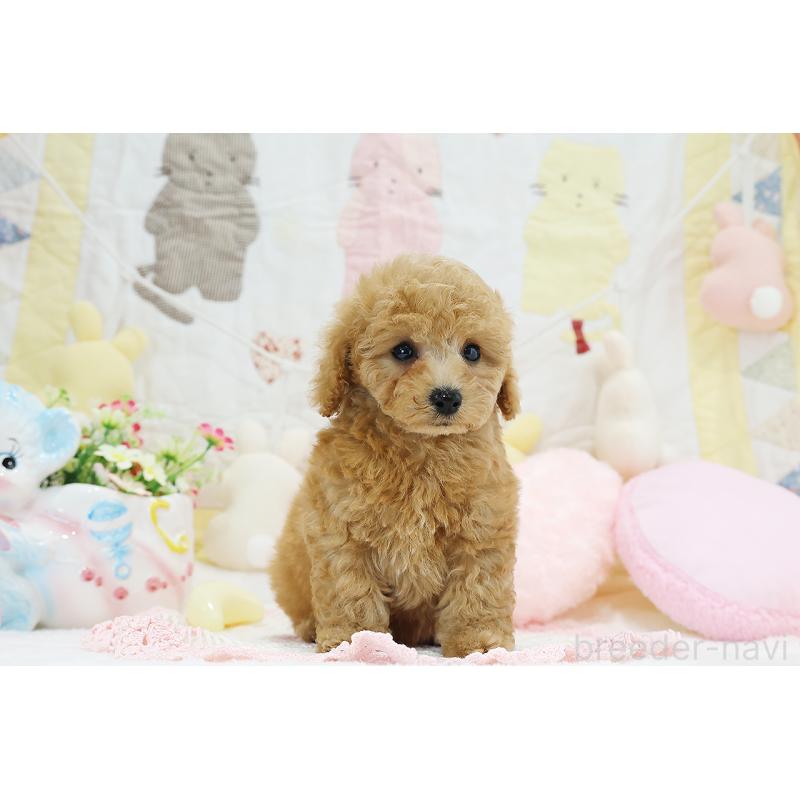 成約済の京都府のタイニープードル-442890の11枚目