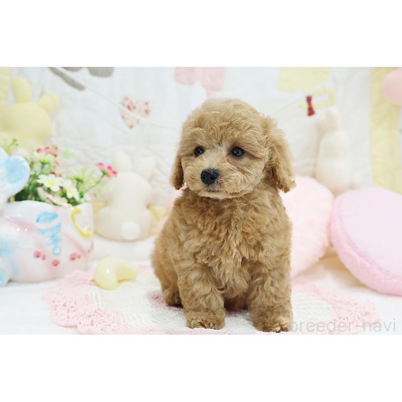 成約済の京都府のタイニープードル-442890の9枚目