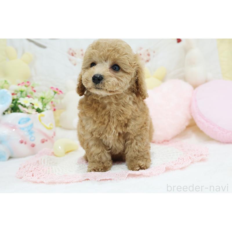 成約済の京都府のタイニープードル-442890の8枚目