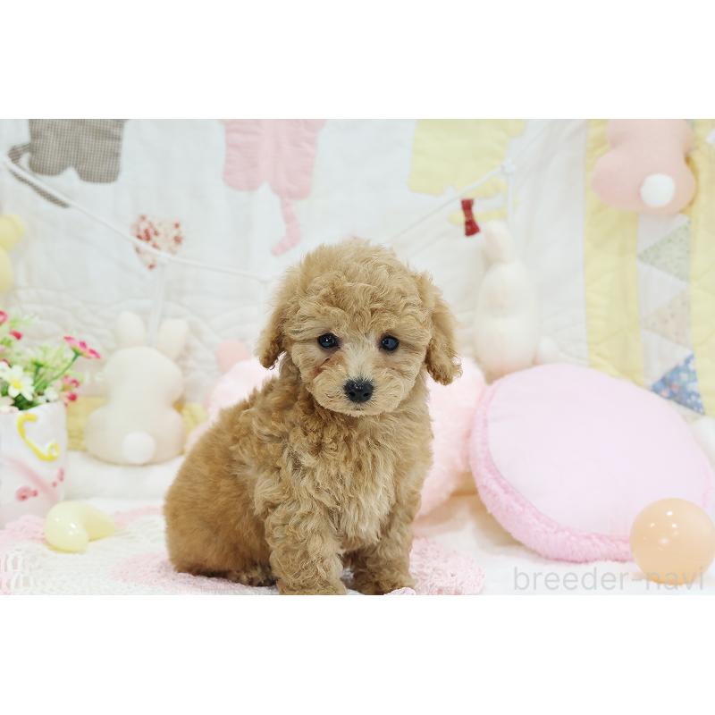 成約済の京都府のタイニープードル-442890の7枚目