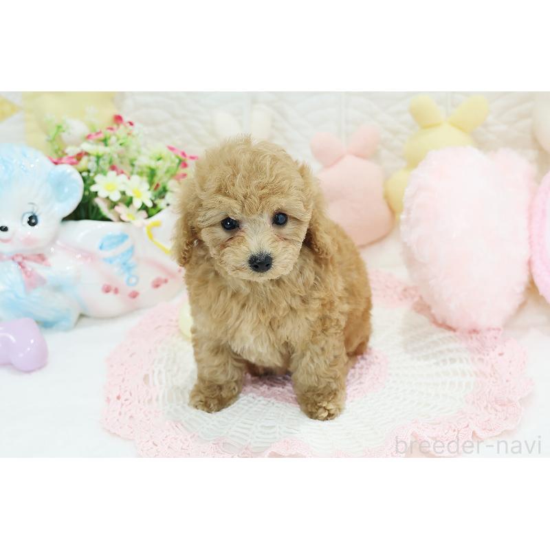 成約済の京都府のタイニープードル-442890の6枚目